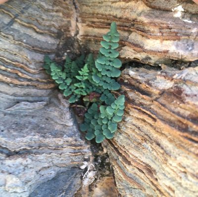 Argyrochosma jonesii, photographed by Matt Berger