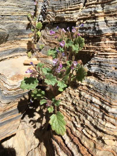 Phacelia mustelina, photographed by Matt Berger