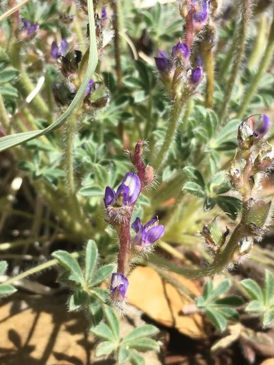 Lupinus shockleyi, photographed by Matt Berger