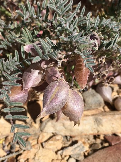 Astragalus gilmanii, photographed by Matt Berger