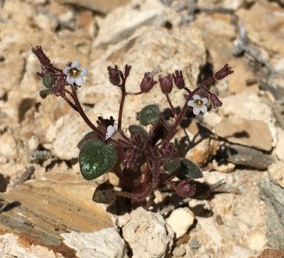 Phacelia barnebyana, photographed by Matt Berger
