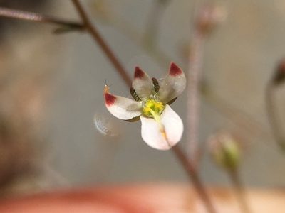 Nemacladus orientalis, photographed by Matt Berger