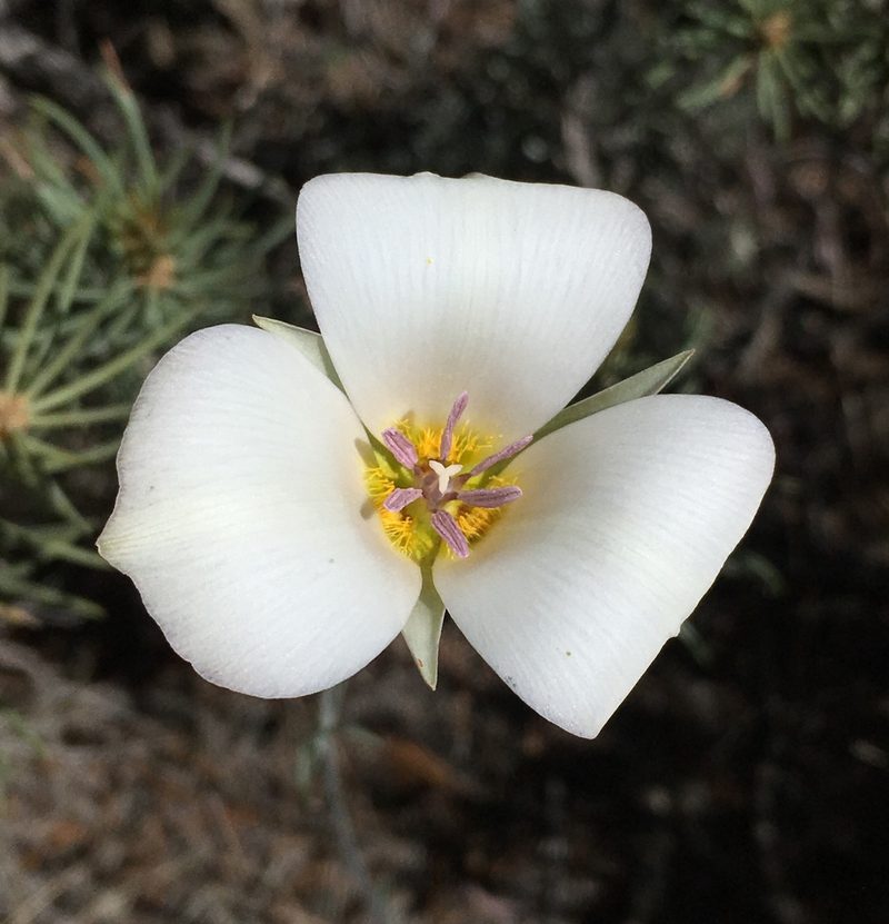 Calochortus panamintensis, photographed by Matt Berger