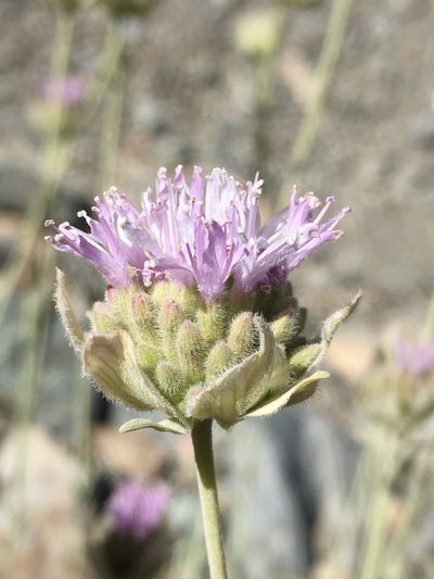 Monardella linoides, photographed by Matt Berger