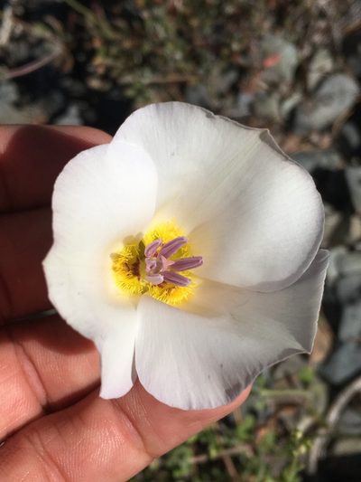 Calochortus panamintensis, photographed by Matt Berger
