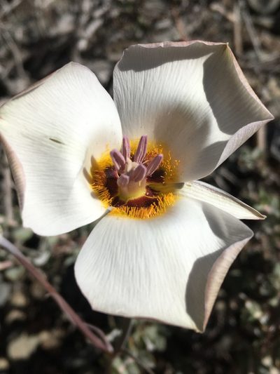 Calochortus panamintensis, photographed by Matt Berger