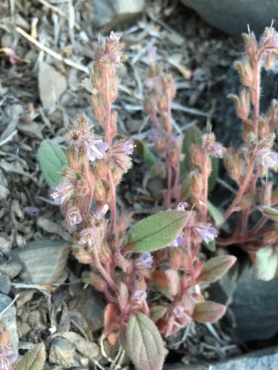 Phacelia austromontana, photographed by Matt Berger