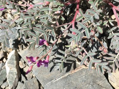 Astragalus gilmanii, photographed by Matt Berger