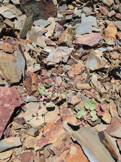 Eriogonum eremicola, photographed by Matt Berger