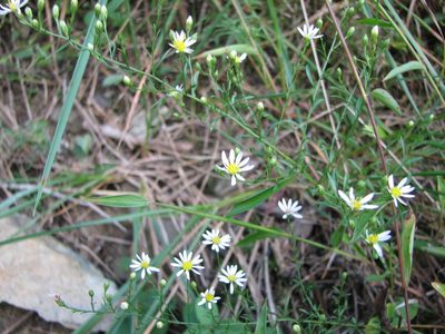 Symphyotrichum depauperatum, photographed by Chris Hoess