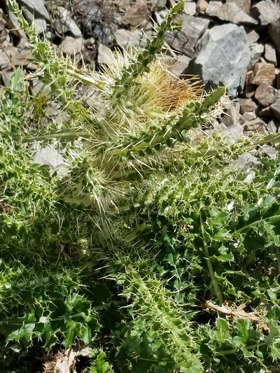 Cirsium funkiae, photographed by Rod
