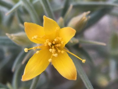 Mentzelia torreyi, photographed by Matt Berger