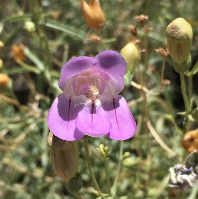 Penstemon fruticiformis, photographed by Matt Berger