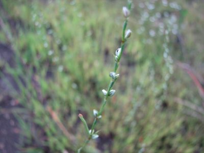 Polygonum tenue, photographed by Chris Hoess