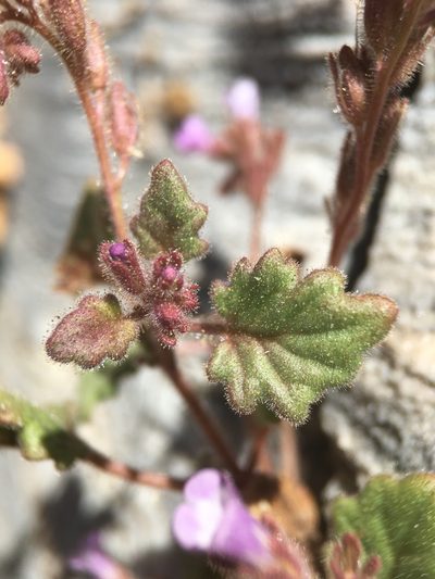 Phacelia mustelina, photographed by Matt Berger