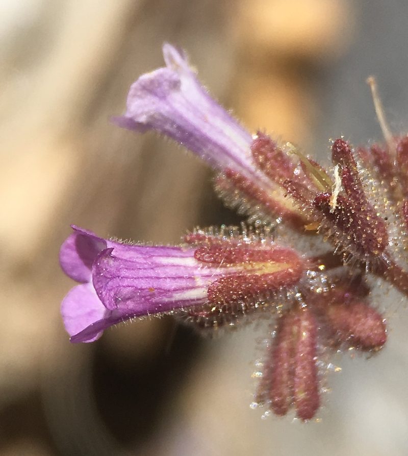 Phacelia mustelina, photographed by Matt Berger