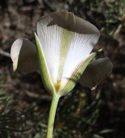 Calochortus panamintensis, photographed by Matt Berger