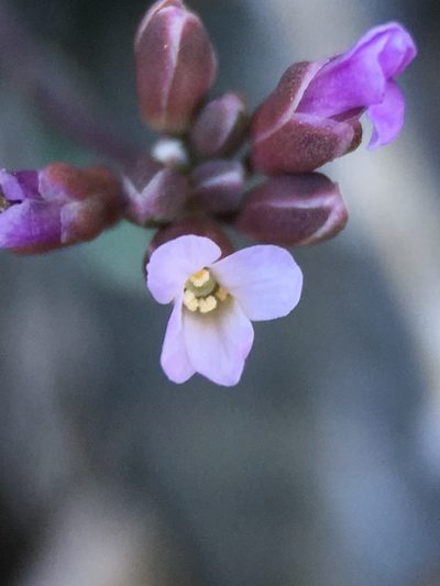 Boechera nevadensis, photographed by Matt Berger