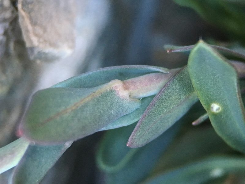 Boechera nevadensis, photographed by Matt Berger