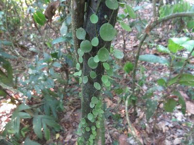 Peperomia rotundifolia, photographed by Diogo Luiz