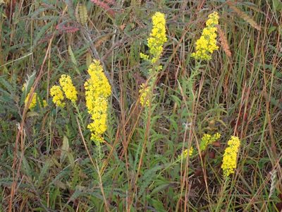 Solidago puberula, photographed by John Baur