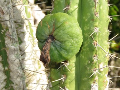 Pilosocereus arrabidae, photographed by Diogo Luiz