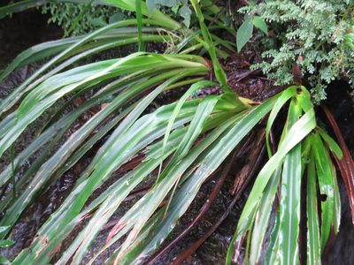 Pitcairnia flammea, photographed by Diogo Luiz