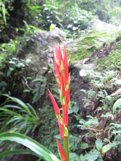 Pitcairnia flammea, photographed by Diogo Luiz