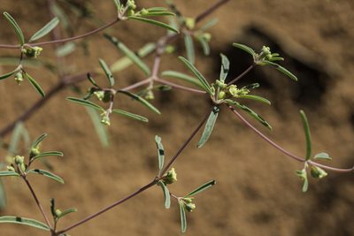 Euphorbia parryi, photographed by Craig Martin