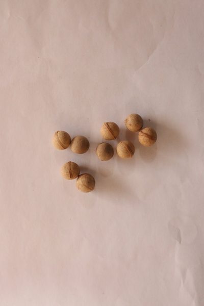 Prunus reflexa, photographed by Diogo Luiz