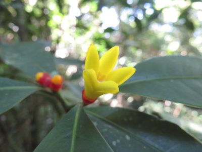 Psychotria nuda, photographed by Diogo Luiz