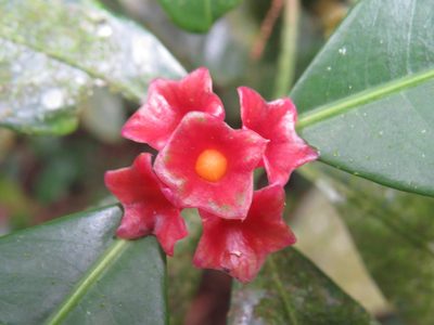 Psychotria nuda, photographed by Diogo Luiz