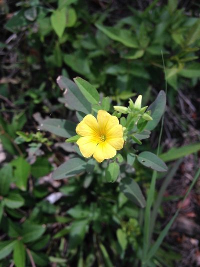 Oxalis frutescens, photographed by Tereso Hernández Morales