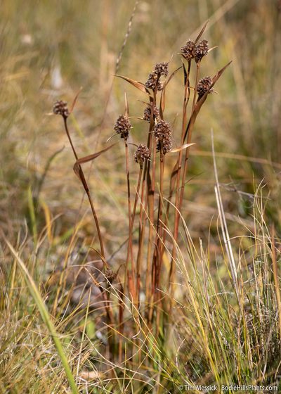 Luzula orestera, photographed by Tim Messick