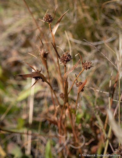 Luzula orestera, photographed by Tim Messick