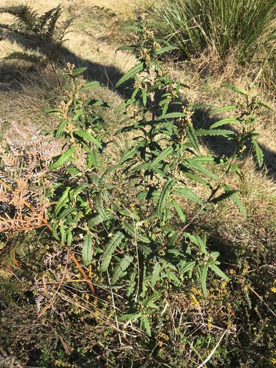 Olearia stellulata, photographed by Miguel de Salas