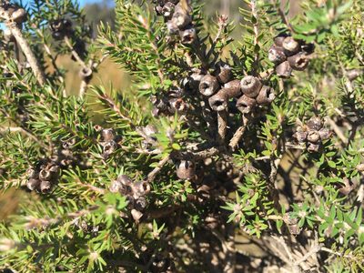 Melaleuca squamea, photographed by Miguel de Salas