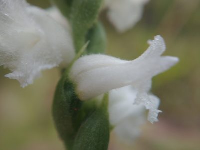 Spiranthes arcisepala, photographed by Laura J. Costello