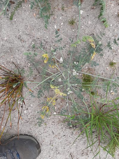 Capnophyllum africanum, photographed by Chris Vynbos