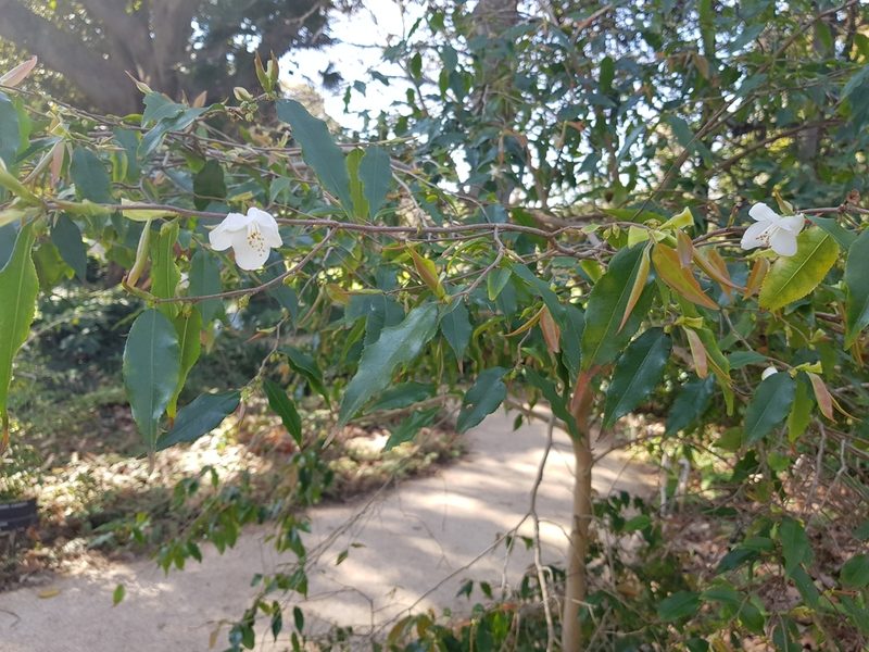 Camellia forrestii, photographed by Lek Khauv