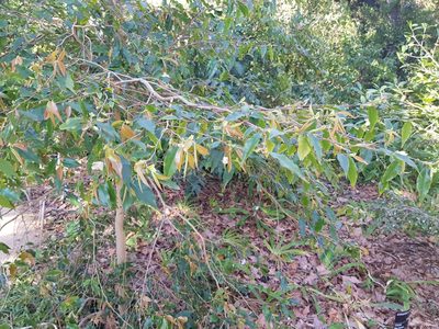 Camellia forrestii, photographed by Lek Khauv