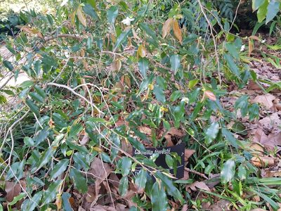 Camellia forrestii, photographed by Lek Khauv