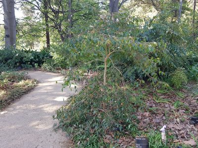 Camellia forrestii, photographed by Lek Khauv
