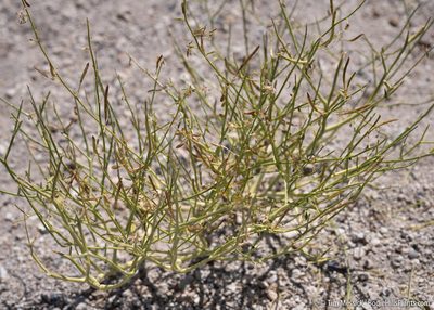 Cleomella sparsifolia, photographed by Tim Messick