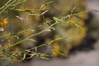Cleomella sparsifolia, photographed by Tim Messick
