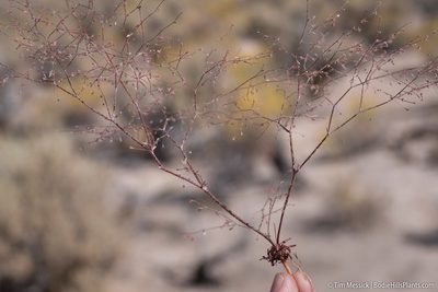 Oxytheca dendroidea, photographed by Tim Messick