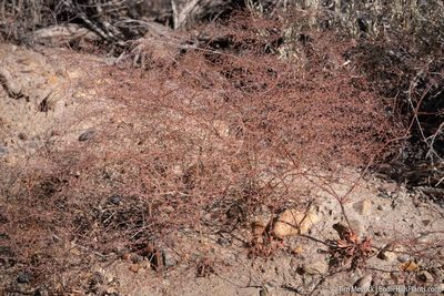 Oxytheca dendroidea, photographed by Tim Messick