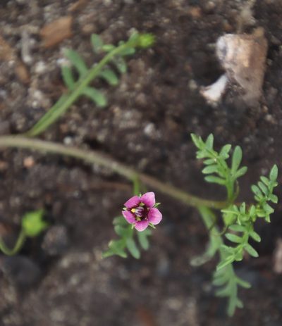 Diascia elongata, photographed by Tony Rebelo