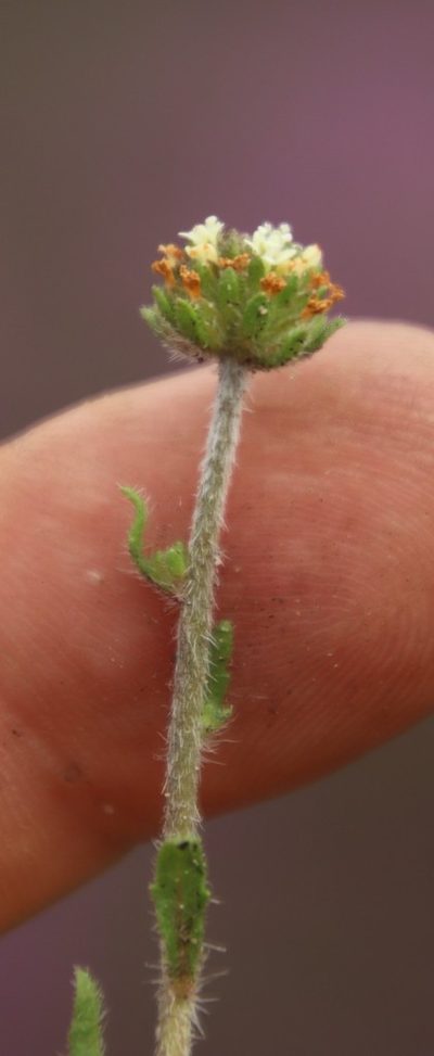 Phyllopodium cordatum, photographed by Tony Rebelo