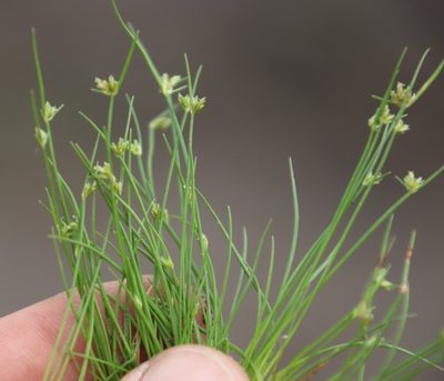 Isolepis marginata, photographed by Tony Rebelo